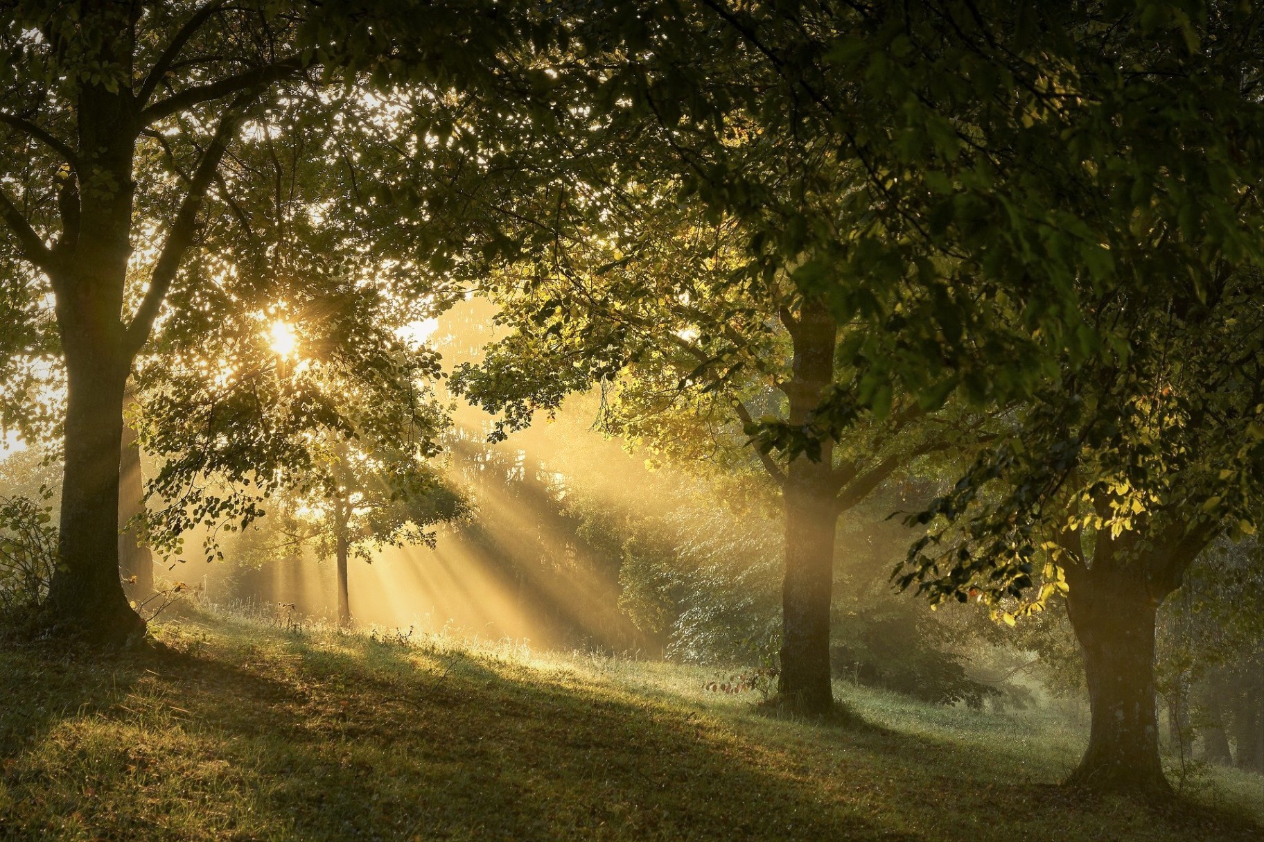 Natural Burial | Green Funeral | Woodland Burial | Hastings, East Sussex